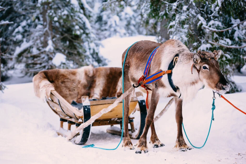 Reindeer in Lapland