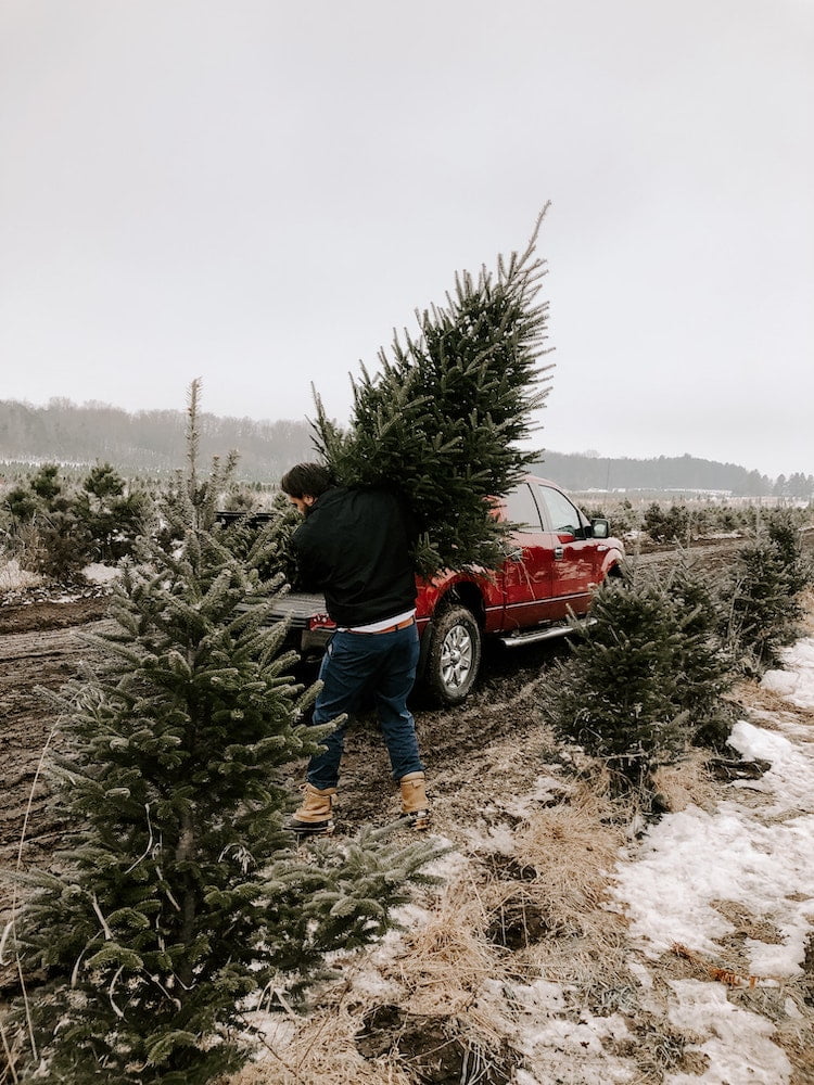 Christmas trees being grown