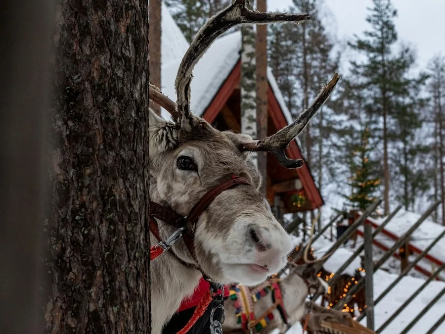 Reindeer