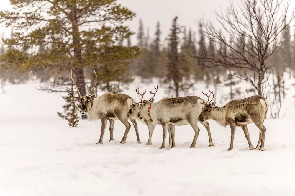 Group of Reindeers